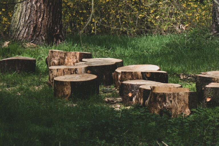The Top Motives for Removing and Cutting Down Tree Stumps