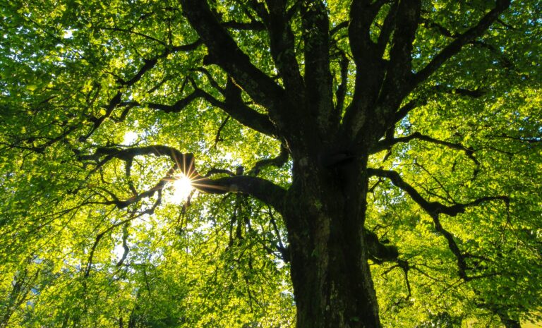 7 Indicators You Need an Arborist to Keep Your Trees Thriving