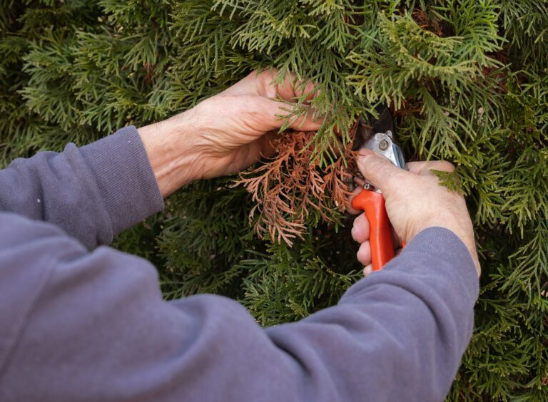 Revitalizing Your Trees: The Comprehensive Guide to Tree Pruning and Trimming