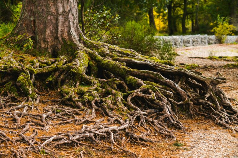 Root Care Basics: Ensuring the Health and Stability of Your Trees from the Ground Up