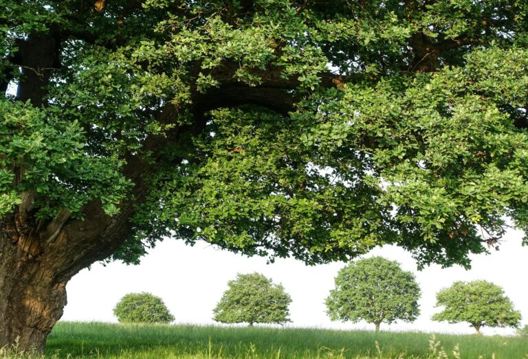 7 Essential Tree Services for a Stunning and Safe Landscape