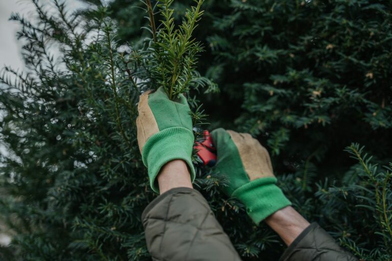 Maximize Tree Health and Landscape Beauty with Proper Pruning