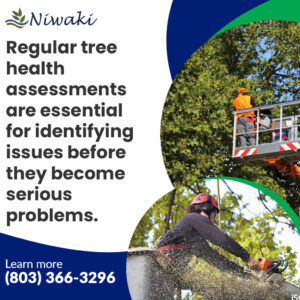 Niwaki Tree Service Boosts Tree Health in Rock Hill, SC
