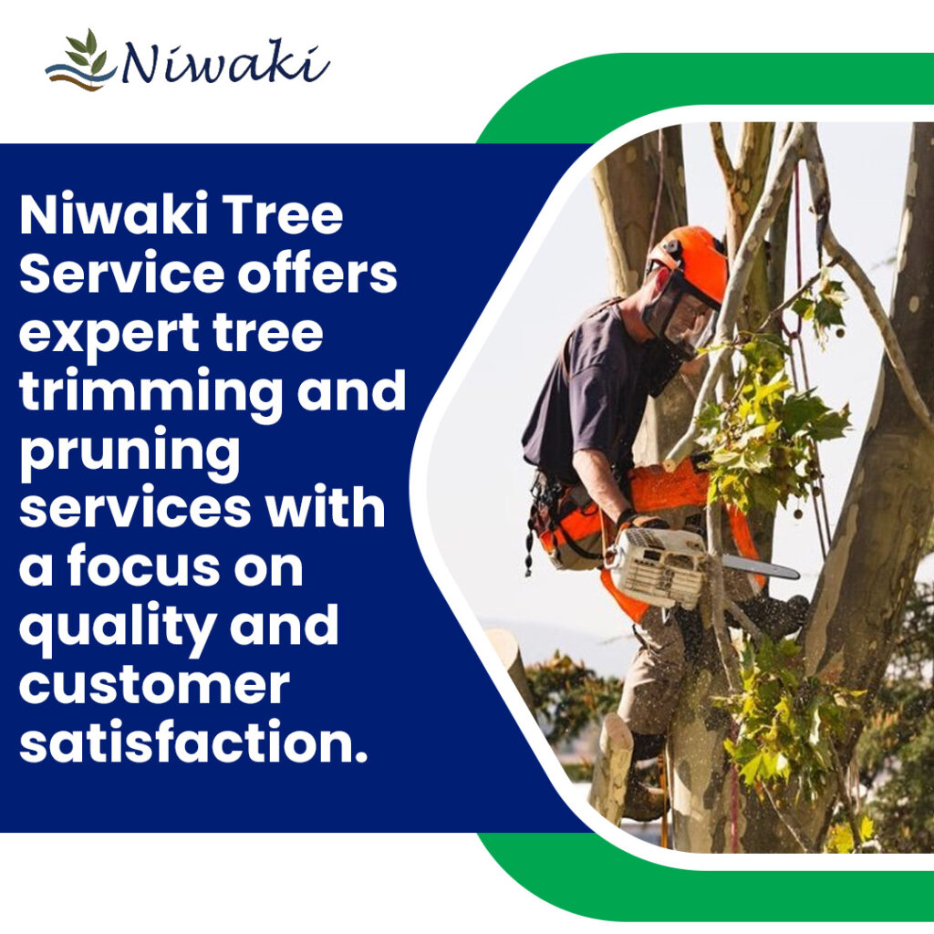 Niwaki Tree Service 4 1 1024x1024 1