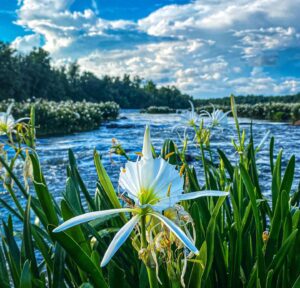 Blog 14 3e27718918e8c7bc1f339afd5985841e15e2c8618d79988f38b06a1c56f44372