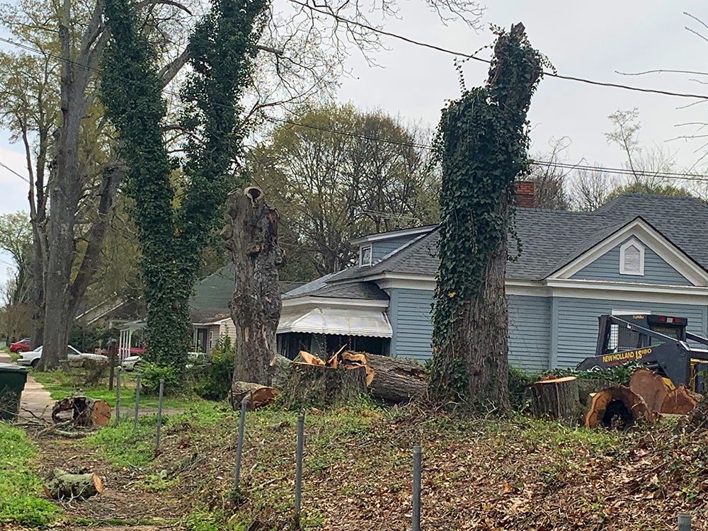 Tree Cutting 1 63838139818 63A9B971 E029 456E 9BD3 6F5FD6C2FFC4