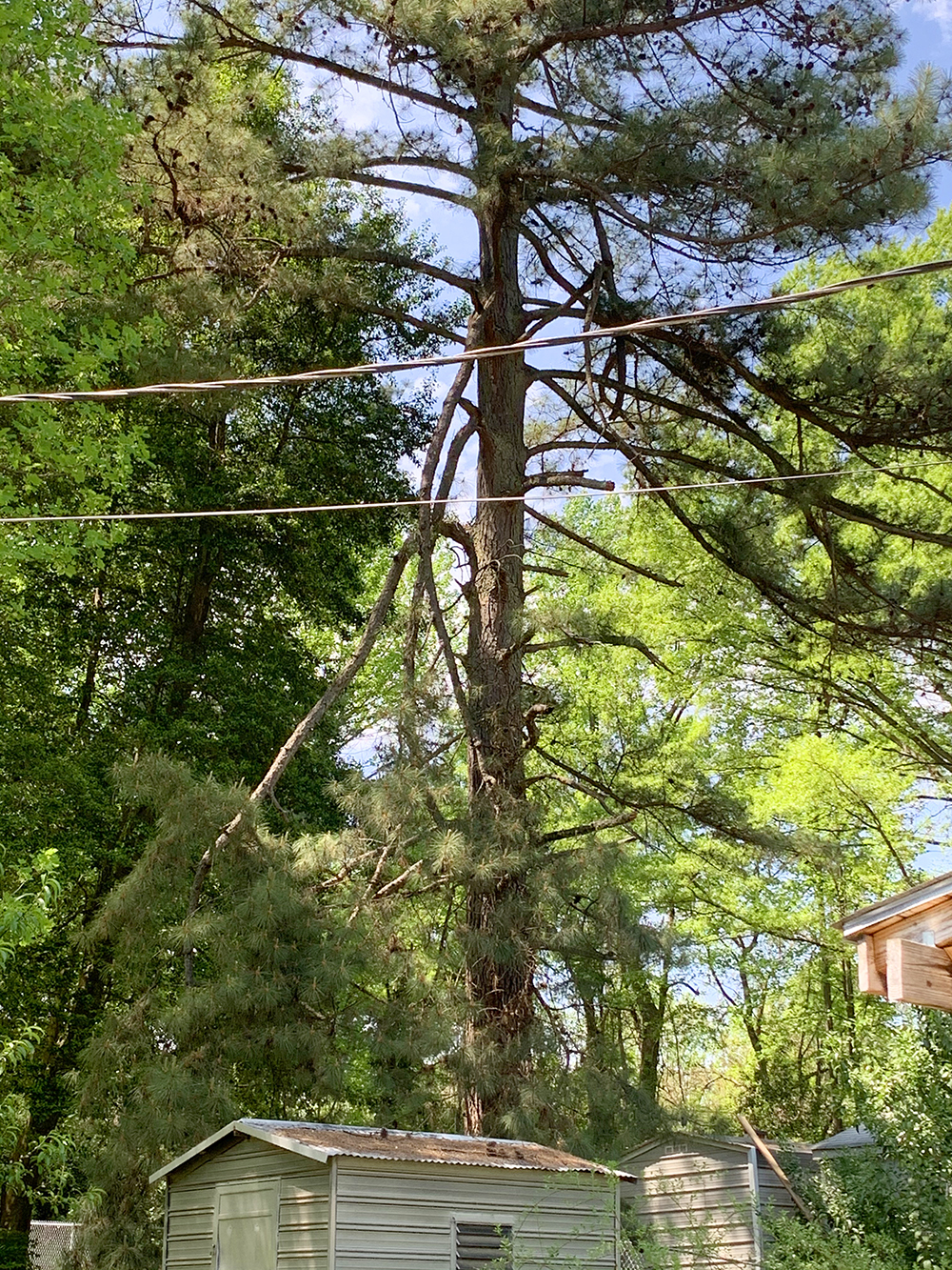 Tree Cutting 3 64011740503 52BC3DAF 4FBA 4A30 92DC 815227692446
