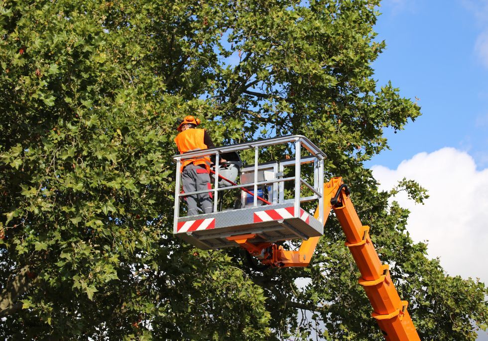 Fort Mill Tree Care