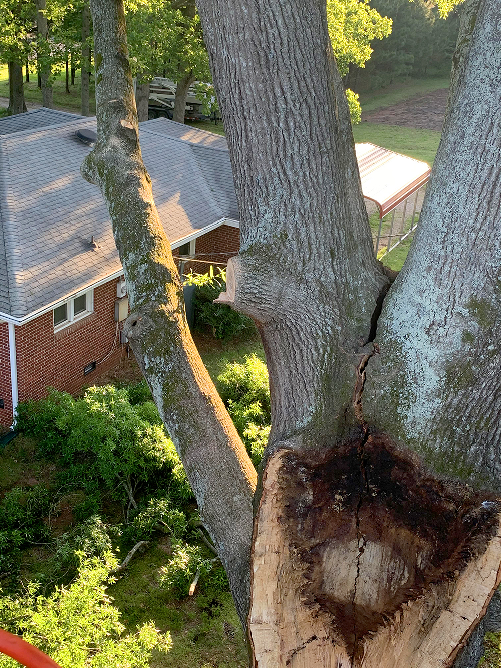 Tree Cutting 2 IMG 0885