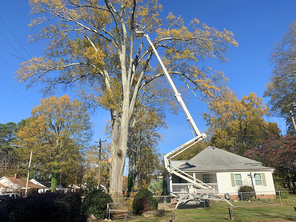 Tree Storm Prep and Support System 1 IMG 18271
