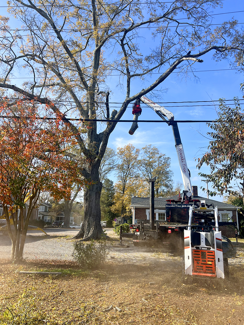 Tree Storm Prep and Support System 2 IMG 2005