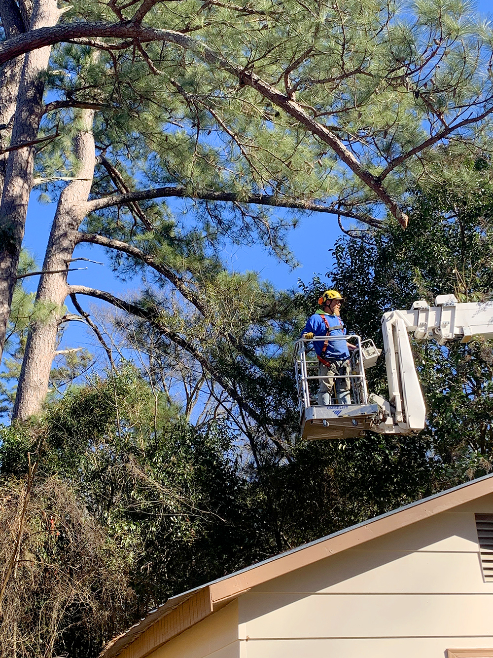 Tree Trimming 3 IMG 2078