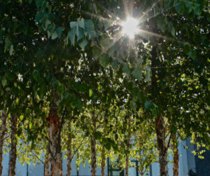 Blog 11 NovemberNiwakiBirchTree