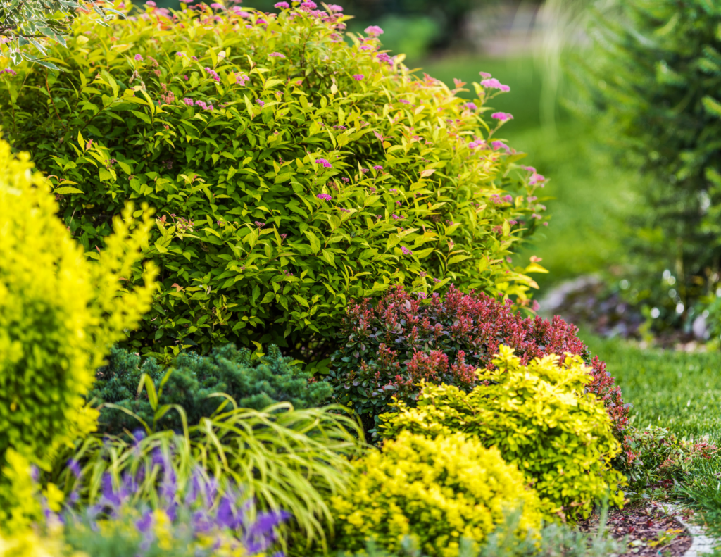 Introducing Niwaki Plant Health Care