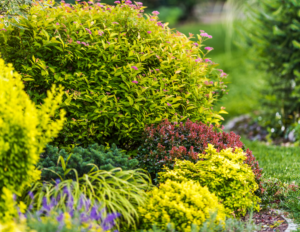 Blog 13 September 2022 Niwaki Tree Blog photo