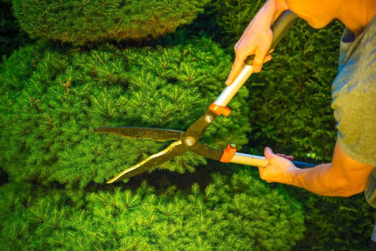 Lawn and Shrub Care 3 Tree Services Fort Mill Tree Service Tree Care Tree Trimming and Tree Pruning 1 1024x683 1 768x512 1