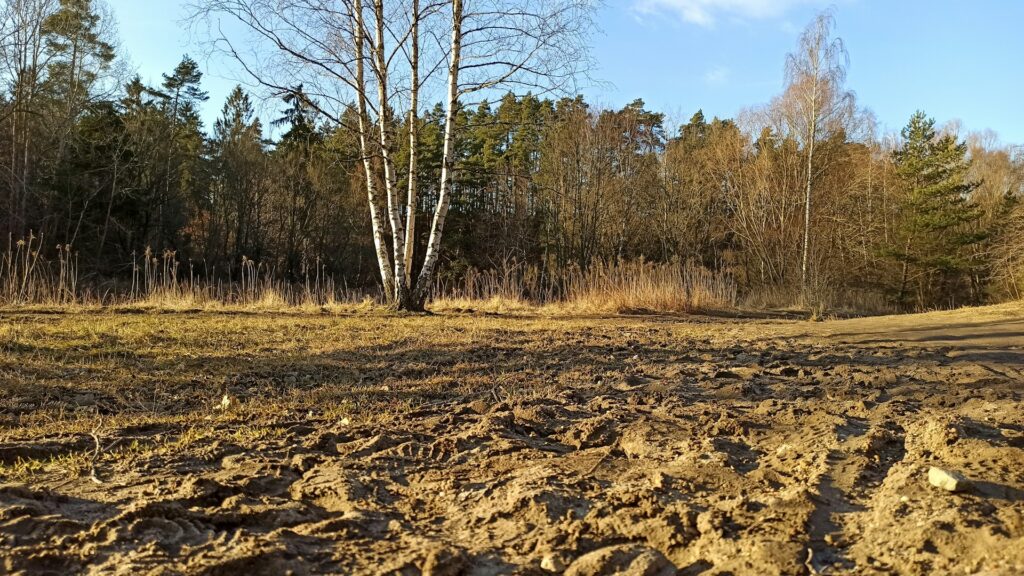 brush removal services in Tega Cay