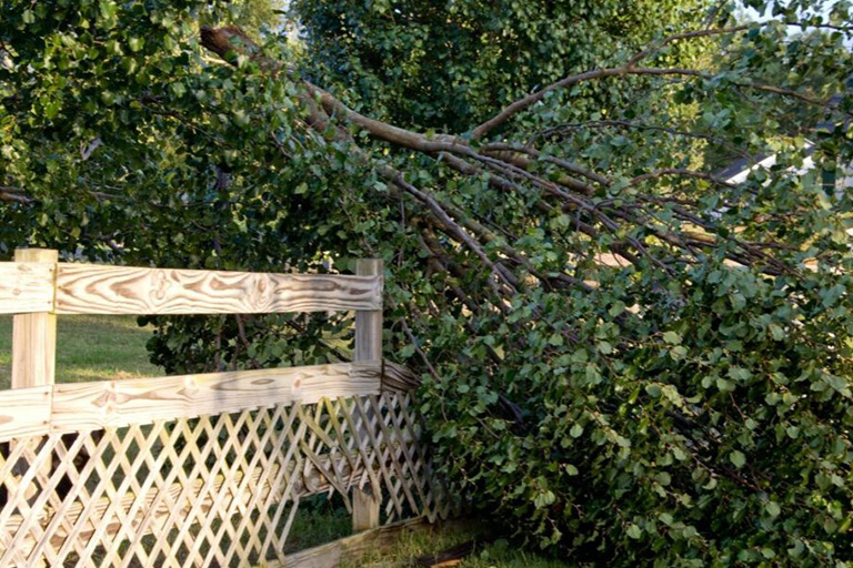 emergency tree service 1