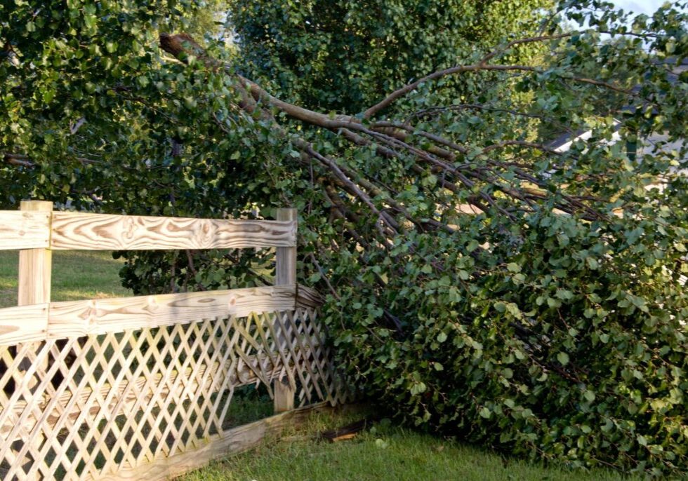 emergency tree service