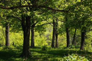 local tree services York 1