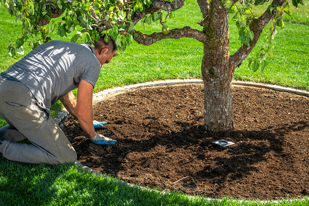 Lawn and Shrub Care 2 men redesigning his garden creating circle around 2025 03 14 11 38 12 utc