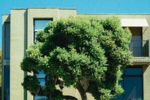 Blog 12 pexels athena 2972969 2