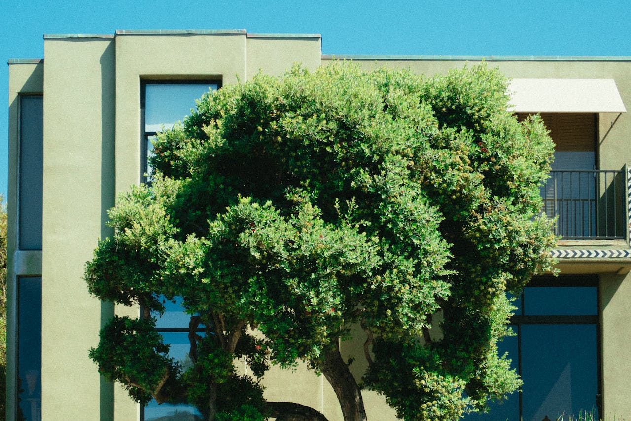 Niwaki Tree Service Boosts Tree Health in Rock Hill, SC