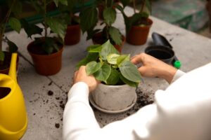 plant care