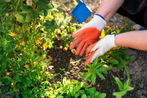 professional plant health care Rock Hill