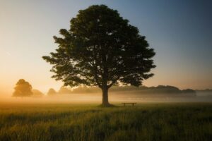 Tree Storm Prep and Support System 4 simon wilkes S297j2CsdlM unsplash