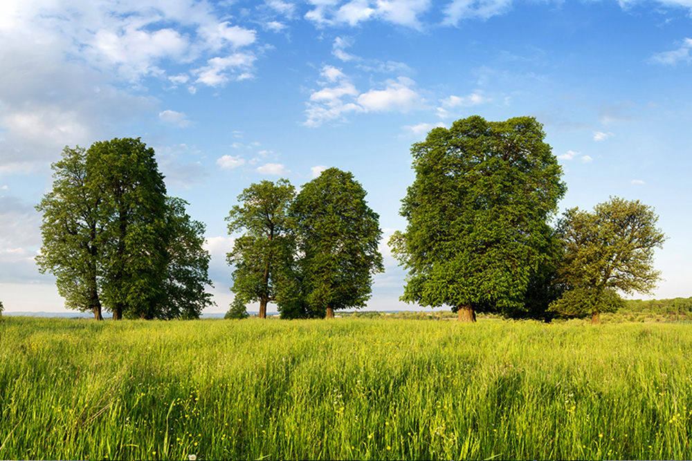Tree Education 2 summer meadow with beautiful trees and lush green 2025 02 21 08 08 59 utc
