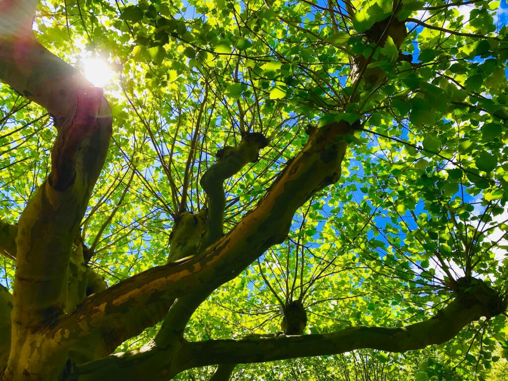 susanne braun kMLB6KFKiUQ unsplash