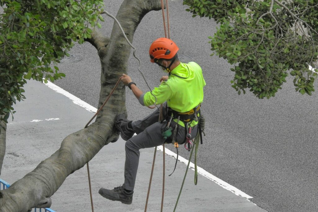 tree care services in Charlotte