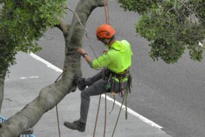 Buyer's Guide 7 tree care services in Charlotte