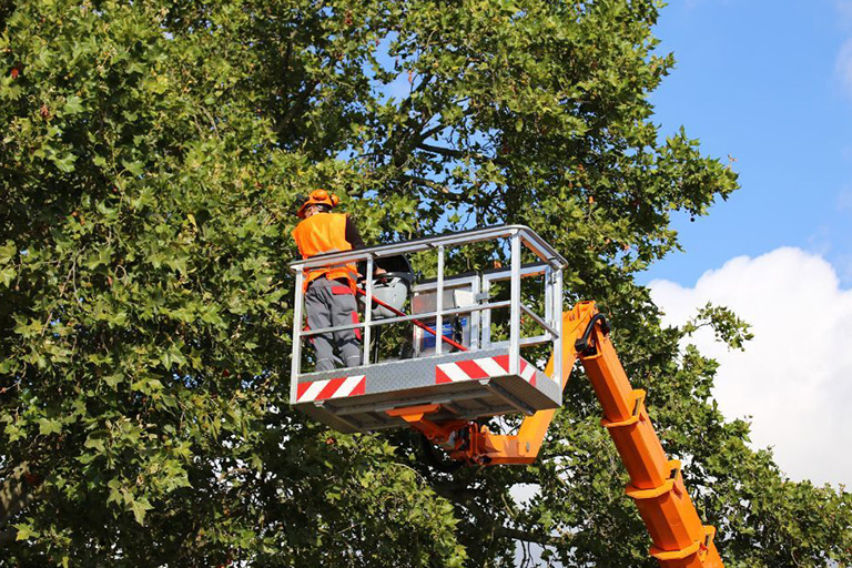 tree service charlotte nc 1