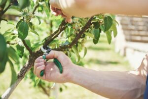 tree service in Clover