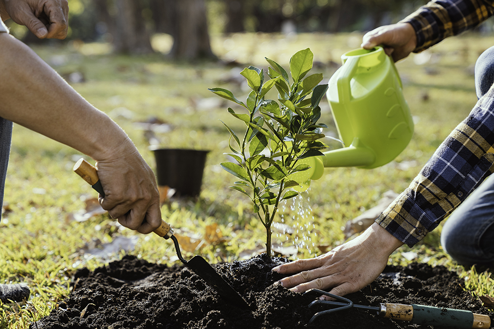Plant Health Care 3 two men planting a tree and watering the trees to 2025 02 19 02 58 36 utc