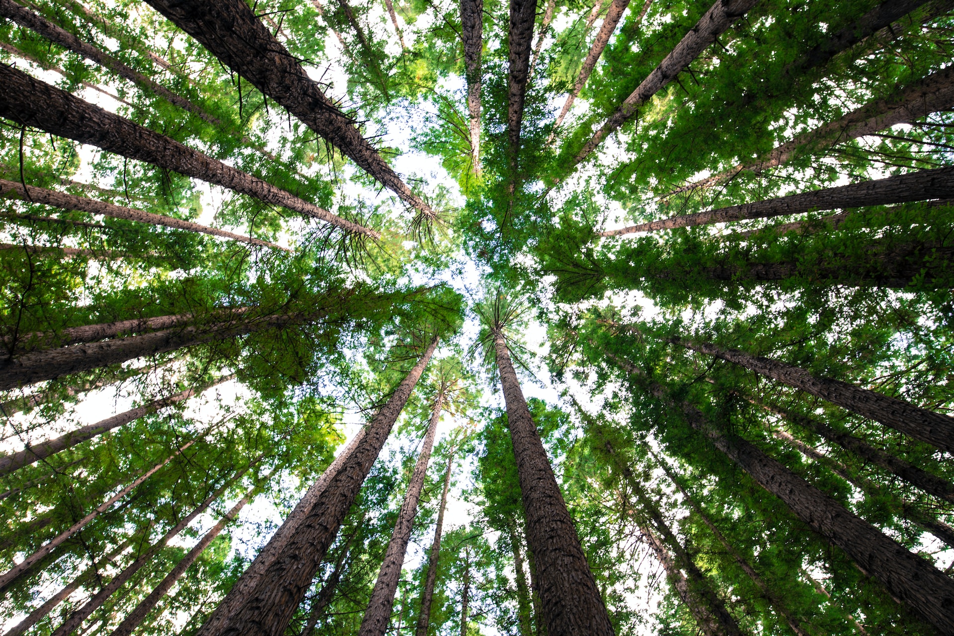 Forestry Mulching Services Rock Hill SC | Niwaki Experts
