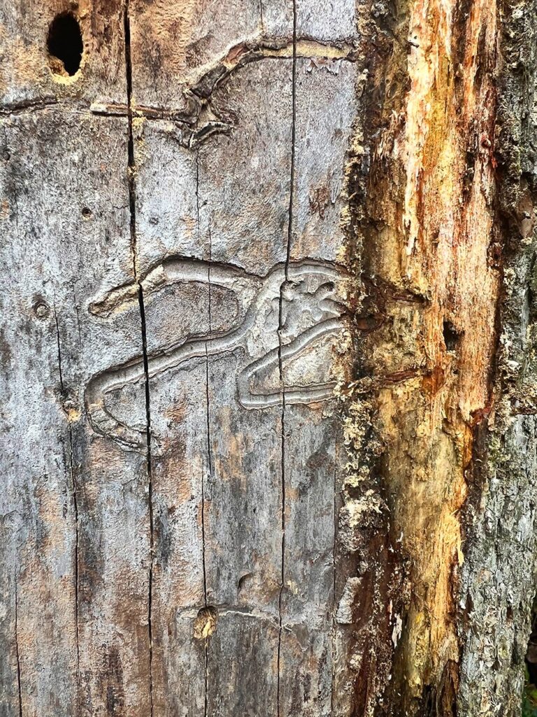 Why Tree Spraying is Essential for Your Yard 1 plant disease problem, Tree Spraying