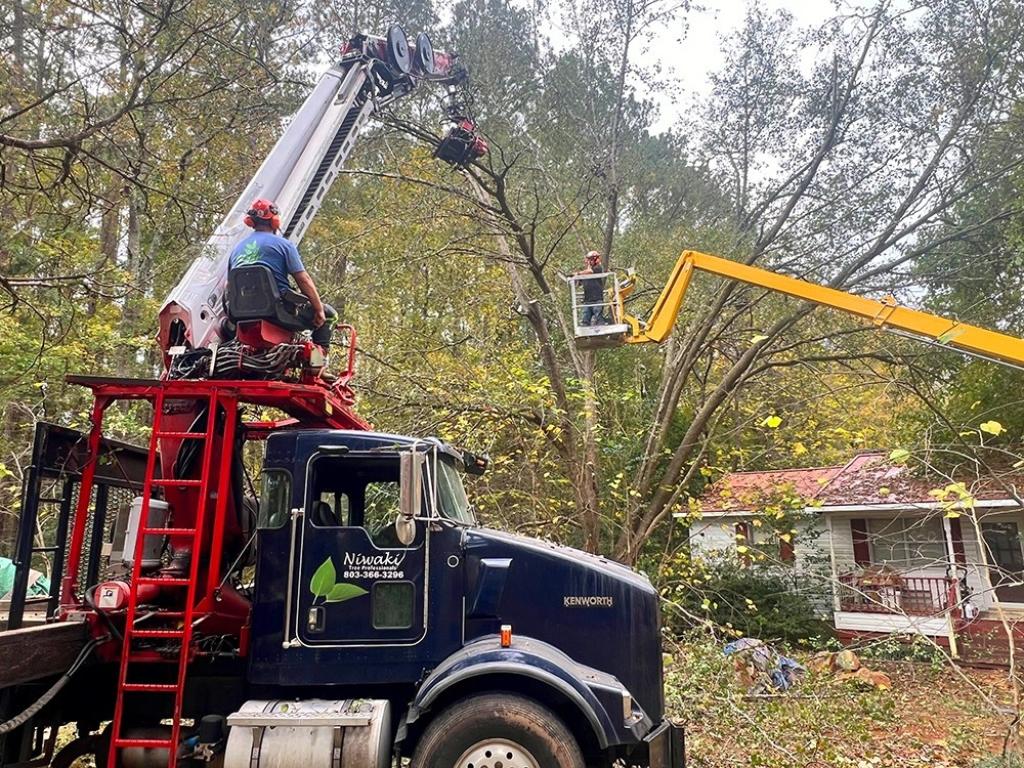 Top Reasons You Need Professional Tree Cutting in Rock Hill, SC 1 tree cutting 8