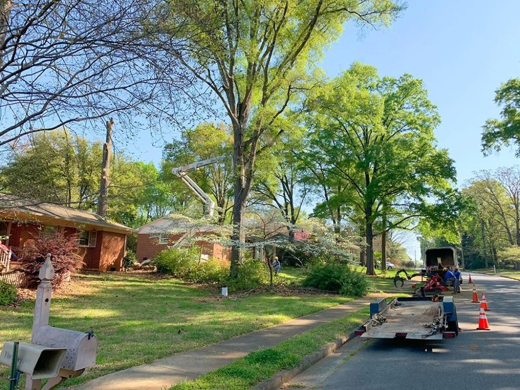 Lawn and Shrub Care 3 tree cutting 9