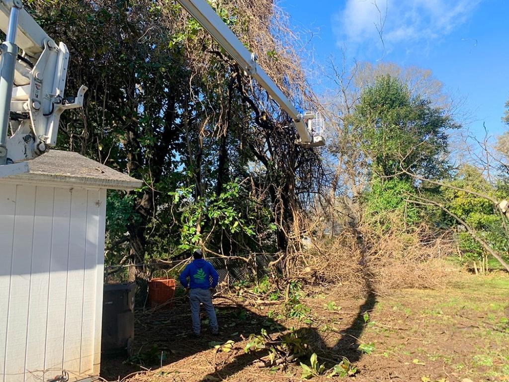 Tree Service