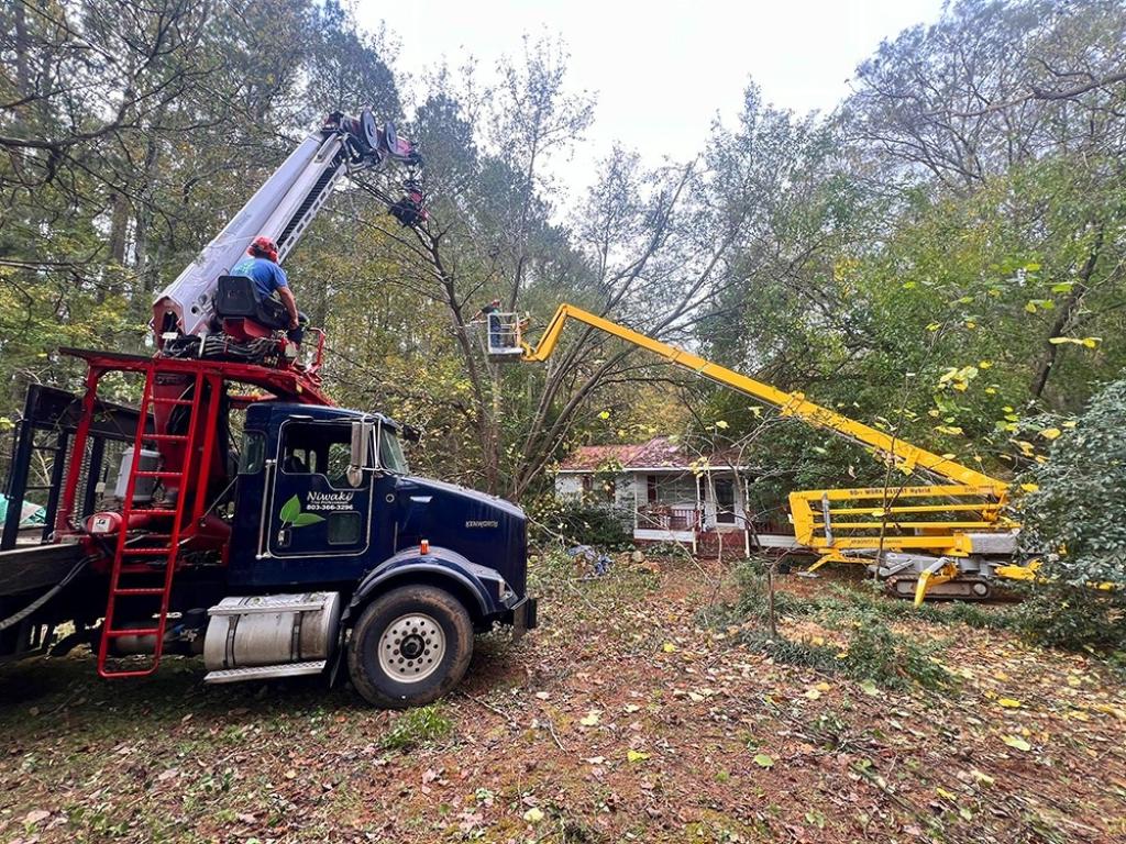 Tree Service