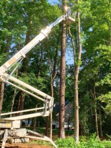 Tree Service