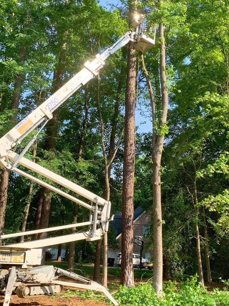 Tree Service