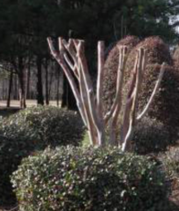 Crape Myrtle Specialist 4 pruned crape myrtle tree