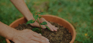 Buyer's Guide 21 Plant Health Care 4