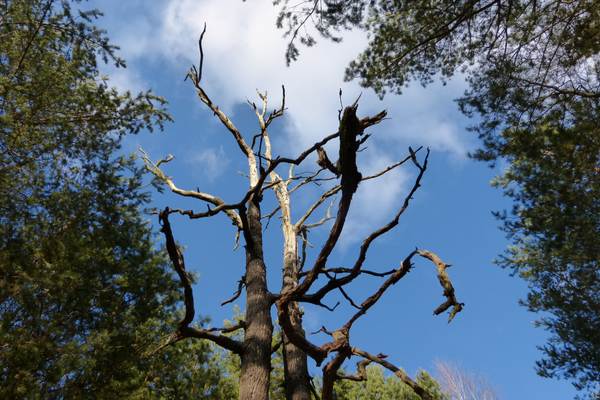 Tree Pests and Tree Diseases