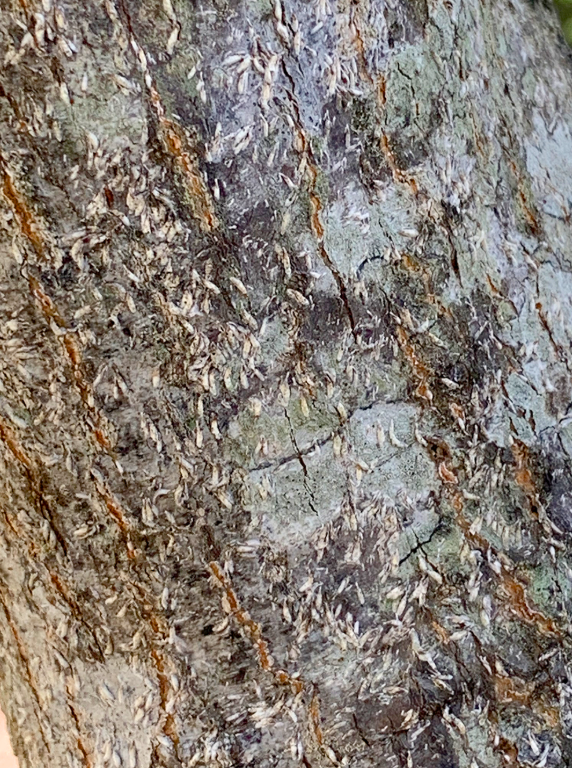 Tree Pests and Tree Diseases 3