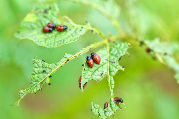 Tree Pests and Tree Diseases